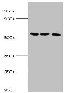 SMYD1 Antibody