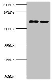 MTMR14 Antibody
