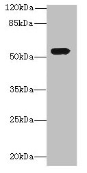 ICA1L Antibody