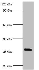 IL27 Antibody