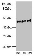 VN1R2 Antibody