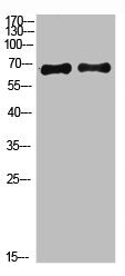 Acetyl-ACSS1 (K642) Antibody