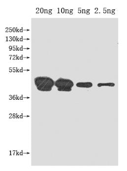 pho Antibody
