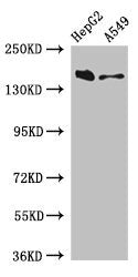 DOT1L Antibody