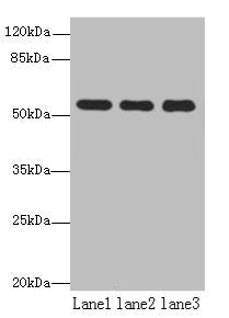 TBC1D22A Antibody