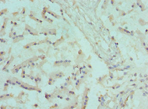 CANT1 Antibody