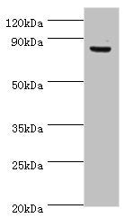 ATRIP Antibody