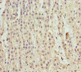 RFFL Antibody