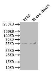 SLC7A6 Antibody