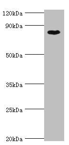 BAP1 Antibody