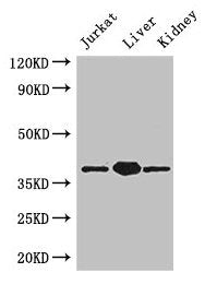 PINX1 Antibody