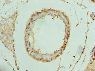 RPL39L Antibody