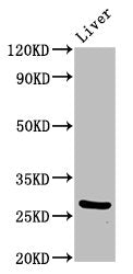 PIK3IP1 Antibody