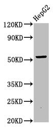 OTUD5 Antibody