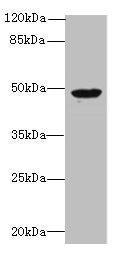 RBM41 Antibody