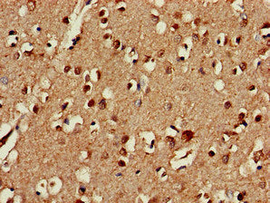 CEP19 Antibody