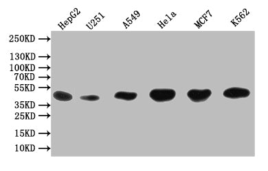 DGAT2 Antibody