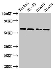 ARX Antibody