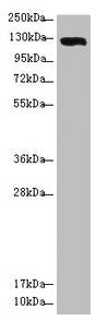 USP28 Antibody