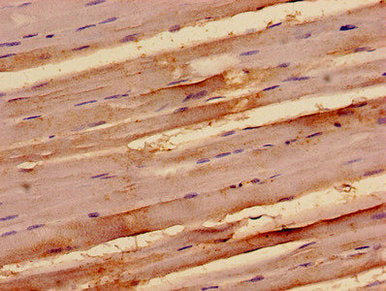 TAB3 Antibody