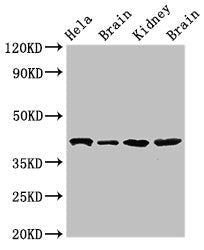 ATAD1 Antibody