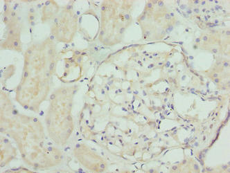 NFAM1 Antibody