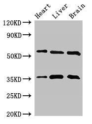 STK35 Antibody