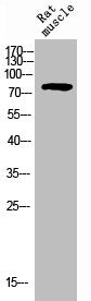 PECAM1 Antibody