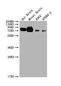 WASF1 Antibody