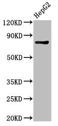 PROX1 Antibody