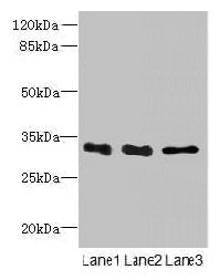 EXOSC8 Antibody