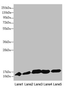 DNAJC19 Antibody