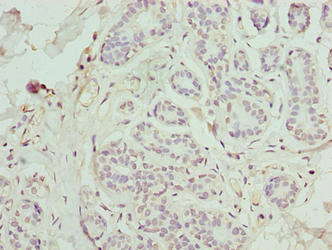 FAM71F1 Antibody