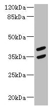MAGEB10 Antibody
