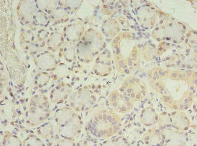 PRRC1 Antibody