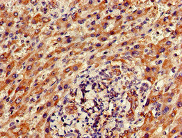 FAM111A Antibody