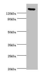 SPAG5 Antibody