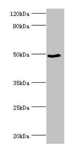 BANP Antibody