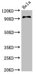 PIK3C3 Antibody