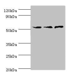 ACVR1C Antibody
