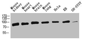 HSPA1A Antibody