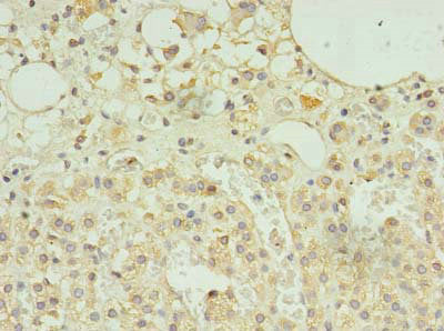 SCAMP5 Antibody