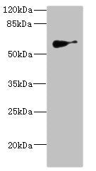 SLC22A8 Antibody
