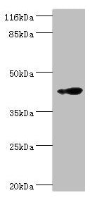 RNF133 Antibody