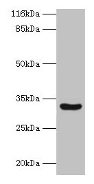 MAIP1 Antibody