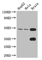 DNAAF4 Antibody