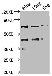 kaiC Antibody