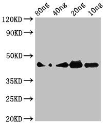Cobra venom factor Antibody