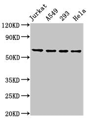 TAF15 Antibody