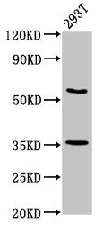 LPP Antibody